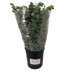 EUCALYPTUS CINEREA
