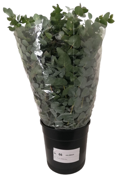 <h4>EUCALYPTUS CINEREA</h4>