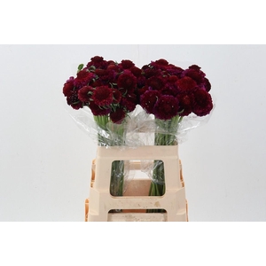 Scab At F Berrybliss Scoop