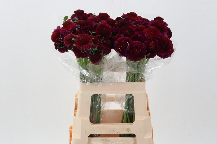 <h4>Scab At F Berrybliss Scoop</h4>