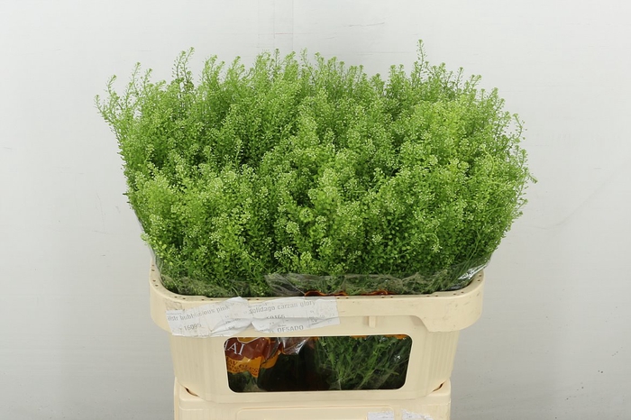 <h4>Lep Ru Green Bell</h4>