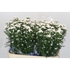 Aster Cassy