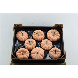 HALLOWEEN TOEVOEG H%