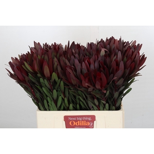 Leucadendron Saf Sunset Dark Red