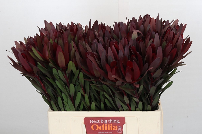 <h4>Leucadendron Saf Sunset Dark Red</h4>