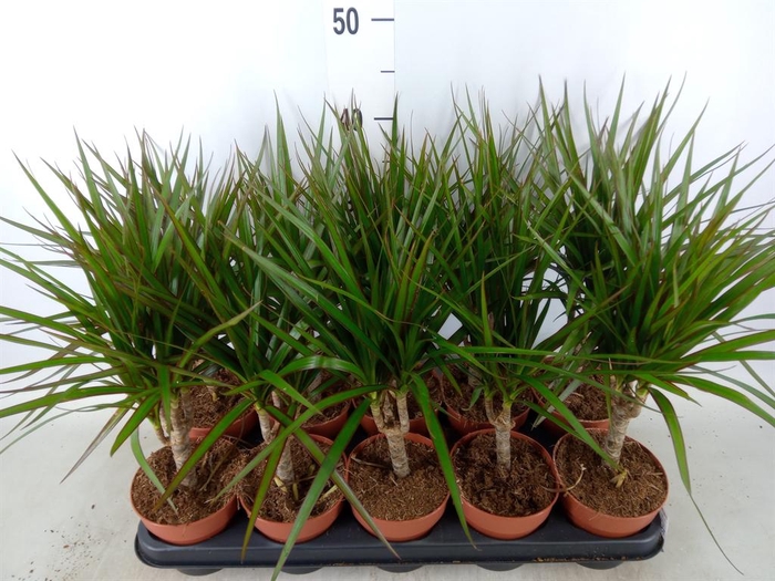 <h4>Dracaena marg.</h4>