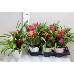 ARR BROMELIA