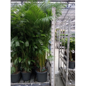 Dypsis lutescens   ...Chrysalidoca