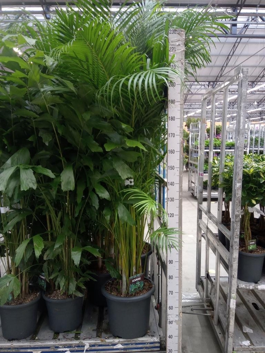 <h4>Dypsis lutescens   ...Chrysalidoca</h4>