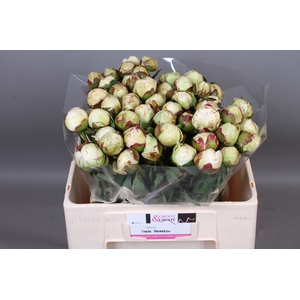 Paeonia Snow Princess