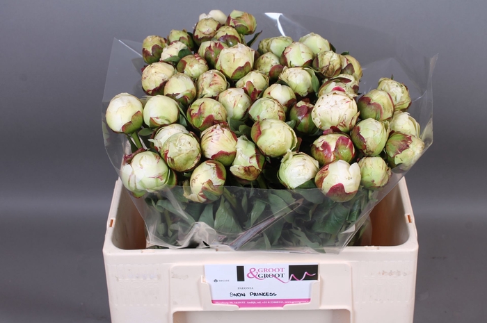<h4>Paeonia Snow Princess</h4>