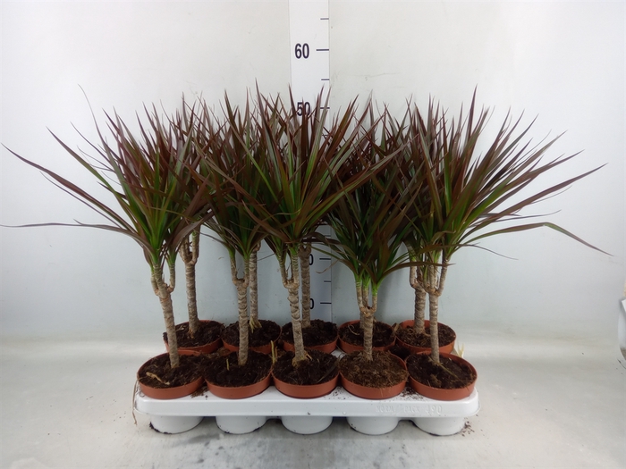 <h4>Dracaena marg. 'Magenta'</h4>