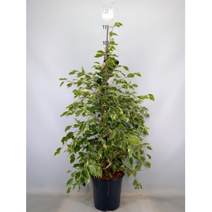 Ficus benja. 'Twilight'
