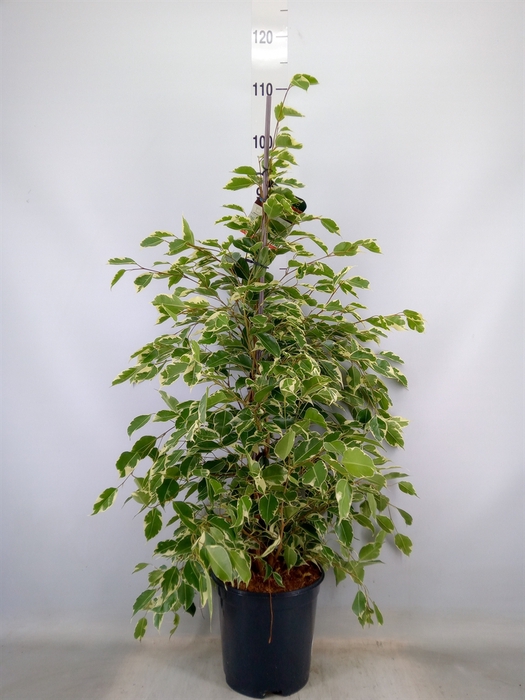 <h4>Ficus benja. 'Twilight'</h4>