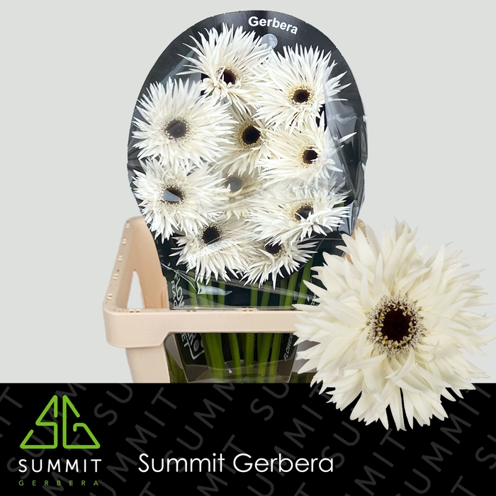 Gerbera Spider Garden Ghost Flowerracket