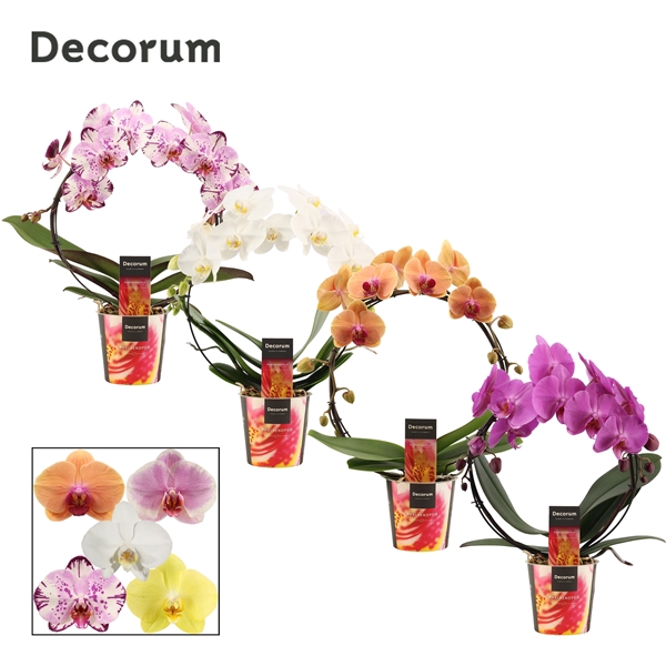 <h4>Phalaenopsis boog mix (Decorum)</h4>