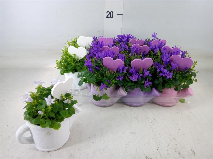 <h4>Campanula porten.</h4>