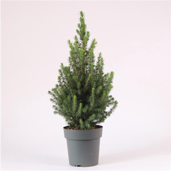 <h4>Picea glauca 'Perfecta' P15</h4>