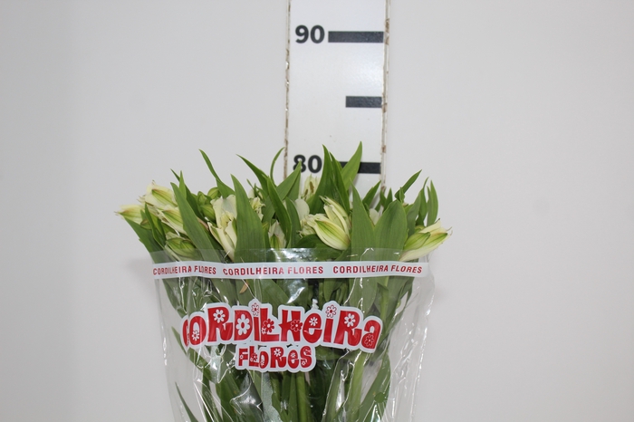 <h4>ALSTROEMERIA PRESTIGE 080 CM BRANCO</h4>