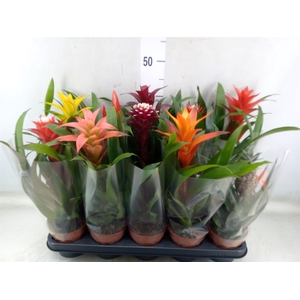 Bromelia   ...mix