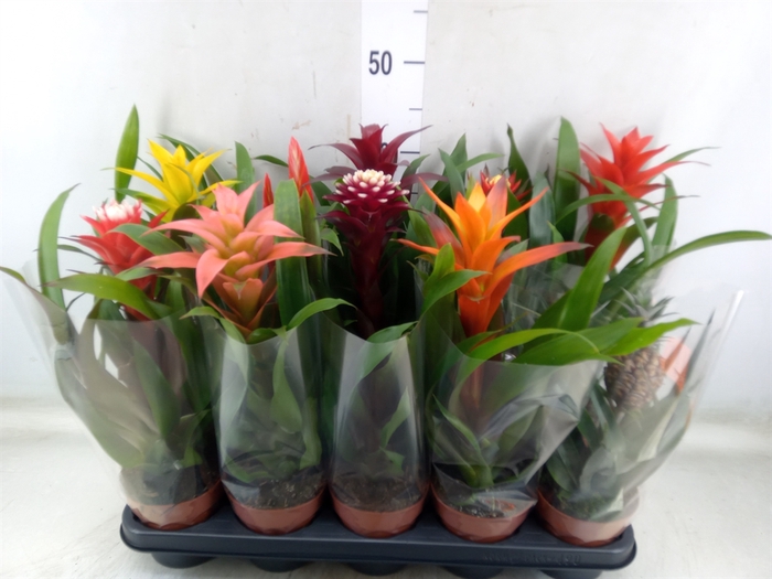 <h4>Bromelia   ...mix</h4>