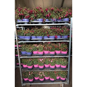 FUCHSIA B F MIXK