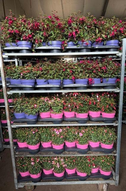 <h4>FUCHSIA B F MIXK</h4>