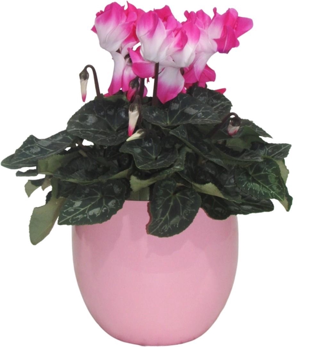 <h4>Cyclamen Fusion roze in Lisa keramiek</h4>