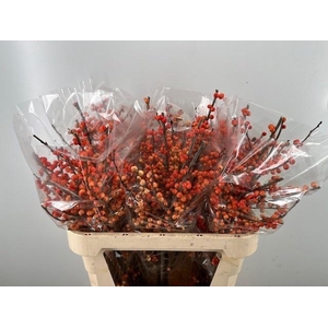 ILEX VE OUDIJ ORANGE