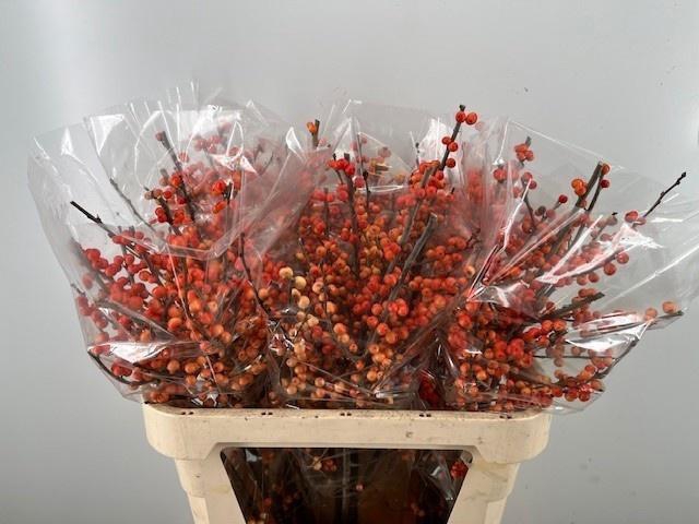 <h4>ILEX VE OUDIJ ORANGE</h4>