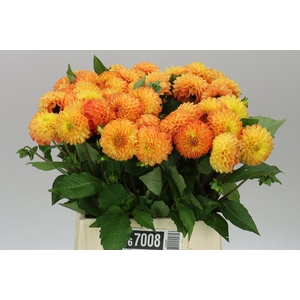 Dahlia Souvenir D'ete