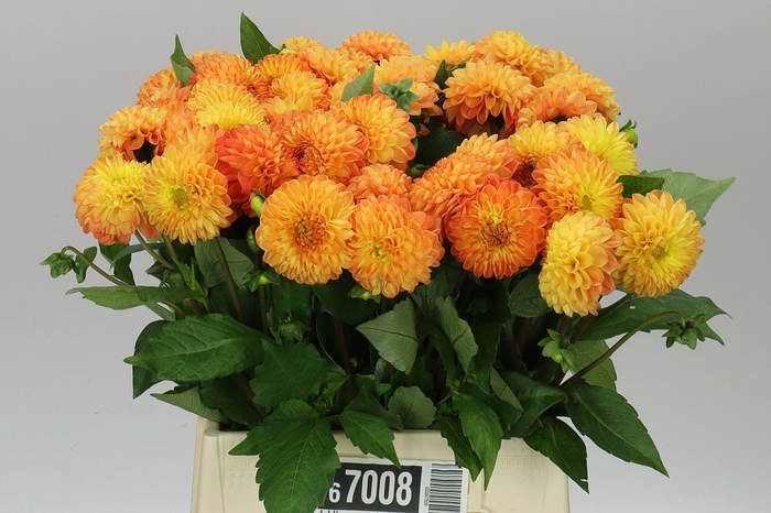 <h4>Dahlia Souvenir D'ete</h4>