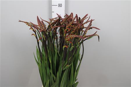 <h4>Chasman Saturnus</h4>