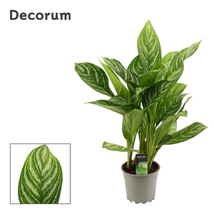 Aglaonema 17 cm Stripes (Decorum)