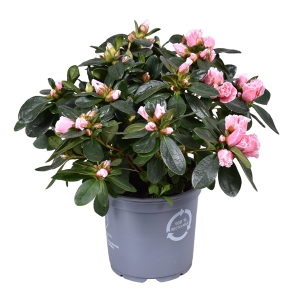 <h4>Azalea Vogel 'Inga' bicolor roze 12cm</h4>