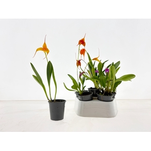 ORCHIDEEEN OVERIG