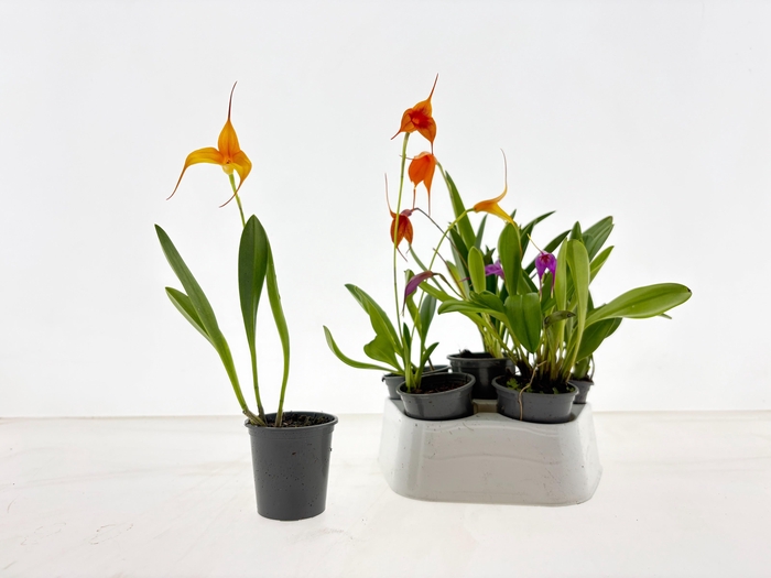 <h4>ORCHIDEEEN OVERIG</h4>