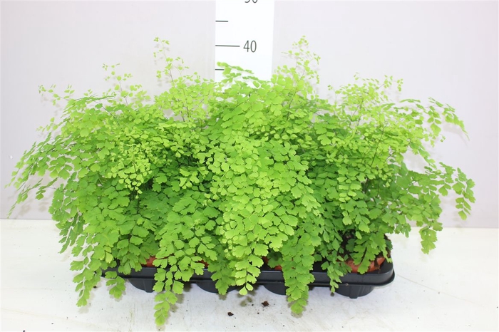 <h4>Adiantum Ra Fragrans</h4>