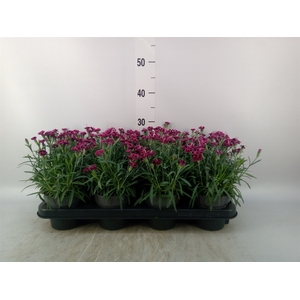 Dianthus  'Sweety Pinky Love'