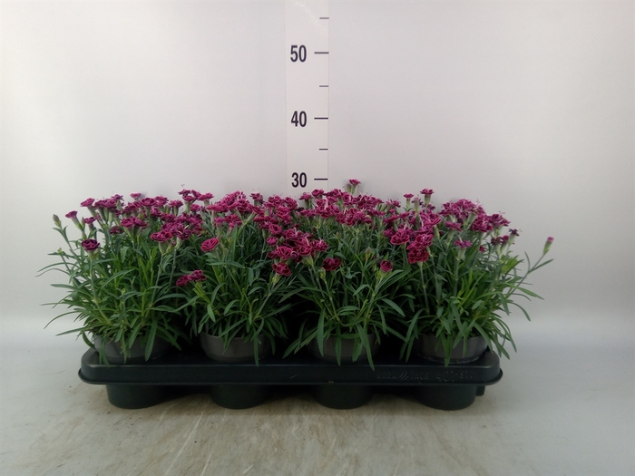 <h4>Dianthus  'Sweety Pinky Love'</h4>