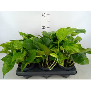 Epipremnum   ...