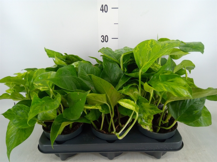 <h4>Epipremnum   ...</h4>