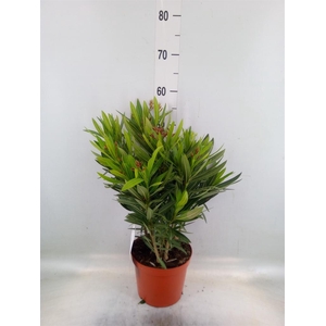 Nerium oleander   ...