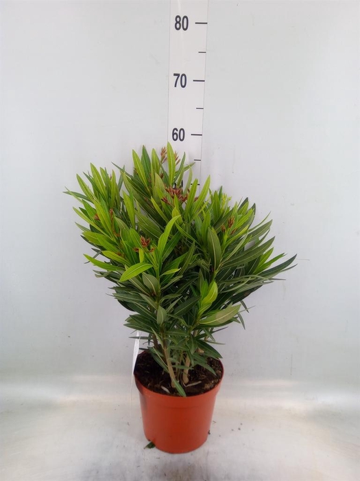 <h4>Nerium oleander   ...</h4>