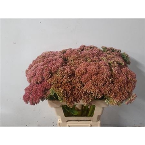 Sedum Spectabile