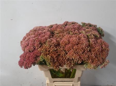 Sedum Spectabile