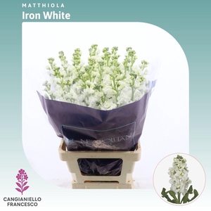 Matthiola Iron White