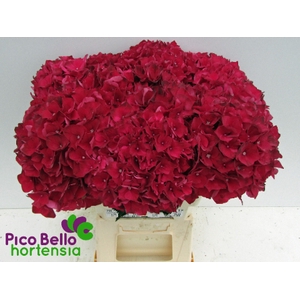 Hydrangea mag ruby red