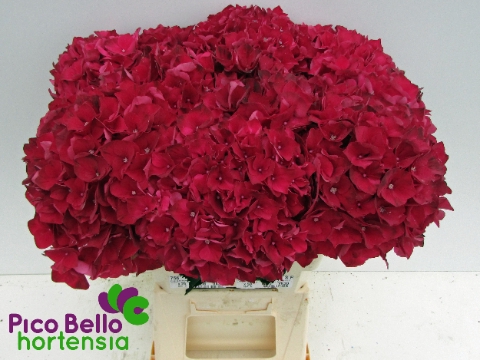 <h4>Hydrangea mag ruby red</h4>