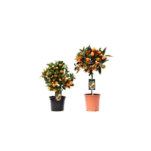 <h4>Citrus Mix 2 Soorten</h4>
